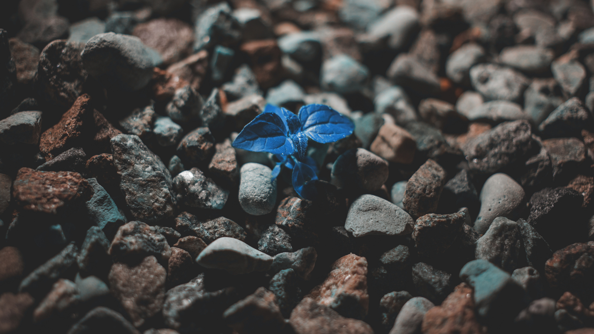 Reestructuraciones insolvencias y situaciones especiales ILEX